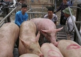 Giá heo hơi miền Bắc lên 57.000 đồng/kg
