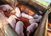 Giá heo hơi đồng loạt tăng 1.000 – 2.000 đồng/kg