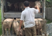 Giá heo hơi không ghi nhận tăng thêm