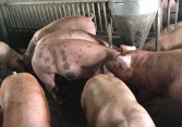 Giá heo hơi tăng mạnh tại một số địa phương