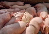 Giá heo hơi miền Bắc tăng 1.000 – 2.000 đồng/kg