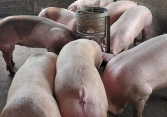 Giá heo hơi miền Bắc tăng thêm 1.000 đồng/kg