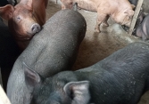 Giá heo hơi có dấu hiệu giảm nhẹ          