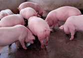 Giá heo hơi hôm nay 5/5: Doanh nghiệp tăng giá