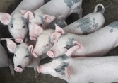Giá heo hơi hôm nay 7/5: Giữ ở mức 53.000 – 56.000 đồng/kg