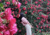 Đến Sa Pa mùa hồng leo như lạc vào... thiên đường