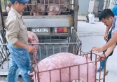 Giá heo hơi hôm nay 12/5: Nguồn cung giảm, giá vẫn không tăng thêm