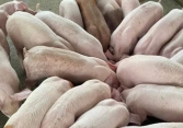 Giá heo hơi khó trở lại 60.000 đồng/kg