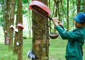 Thị trường nông sản 13/5: Nhiều loại nông sản rớt giá