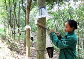 Xuất khẩu cao su của Việt Nam tăng trở lại