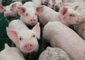 Giao dịch sôi động, giá heo hơi tiếp tục tăng