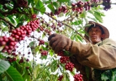 Nhiều loại nông sản bật tăng trở lại