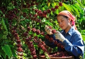 Thị trường nông sản 18/5: Giá tiêu, cà phê, cao su đồng loạt tăng
