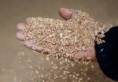Ngân hàng Thế giới chi 30 tỷ USD để ngăn chặn khủng hoảng an ninh lương thực