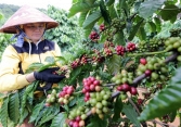 Thị trường nông sản 21/5: Giá cà phê, cao su tăng, hồ tiêu ổn định
