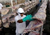 Trung Quốc tạm dừng nhập khẩu thịt bò của Brazil