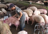 Giá heo hơi miền Bắc bất ngờ tăng mạnh           