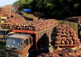 Indonesia phân bổ khoảng 1 triệu tấn dầu cọ để xuất khẩu