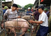 Giá heo hơi hôm nay 30/5: Duy trì đà tăng nhưng khó vượt mốc 60.000 đồng/kg        