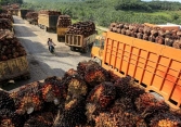 Indonesia đặt mục tiêu nối lại hoạt động xuất khẩu dầu cọ đầu tiên kể từ lệnh cấm