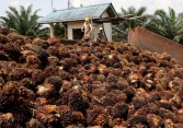 Tập đoàn dầu cọ Malaysia cảnh báo thiệt hại trước tình trạng khủng hoảng lao động