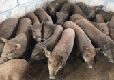 Giá heo hơi miền Bắc tăng nhẹ
