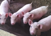 Giá heo hơi tăng, nhưng khó qua ngưỡng 60.000 đồng/kg