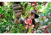 Thị trường nông sản 9/6: Giá nhiều loại nông sản chủ chốt đều giảm