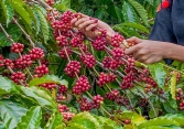 Thị trường cà phê, cao su thế giới 'đỏ sàn'