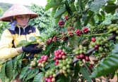 Thị trường nông sản ngày 13/6: Cà phê trong nước mất 1.000 đồng/kg trong tuần qua