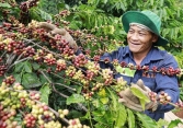 Thị trường nông sản 14/6: Giá cà phê giảm mạnh trên cả hai sàn, nhiều khó khăn phía trước