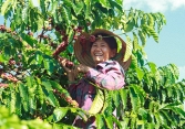 Nông sản cuối tuần ảm đạm