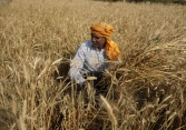 Lệnh cấm xuất khẩu lúa mì của Ấn Độ tác động như thế nào đến thế giới?