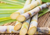 Philippines cảnh báo về tình trạng thiếu đường ngày càng trầm trọng