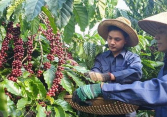 Thị trường nông sản 23/6: Thị trường tiêu ổn định