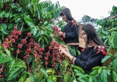 Thị trường nông sản 24/6: Cao su và hồ tiêu đồng loạt tăng