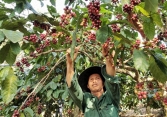 Thị trường nông sản 28/6: Giá cà phê, cao su bật tăng, hồ tiêu lặng sóng