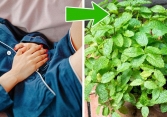 15 loại cây nhất định phải trồng trong nhà để tăng cường tâm trạng và sức khỏe