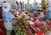 Xuất khẩu nông lâm thủy sản nửa đầu năm 2022 đạt 27,88 tỷ USD