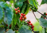 Sản lượng cà phê thế giới được dự báo tăng gần 5% trong năm 2022