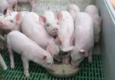 Giá heo hơi hôm nay 30/6: Miền Bắc lên 62.000 đồng/kg