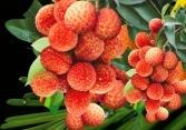 Vải thiều Việt Nam tại Úc có giá hơn nửa triệu đồng/kg