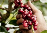 Thị trường nông sản cuối tuần ảm đạm