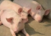 Giá heo hơi hôm nay 8/7: Tiếp tục tăng mạnh, sắp chạm ngưỡng 70.000 đồng/kg