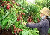 Thị trường nông sản 9/7: Giá cà phê, tiêu lao dốc, cao su đồng loạt tăng    