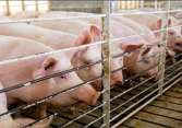 Giá heo hơi hôm nay 12/7: Miền Bắc chạm mốc 70.000 đồng/kg
