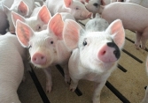 Giá heo hơi hôm nay 15/7: Miền Bắc lên 73.000 đồng/kg