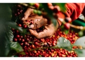 Xuất khẩu tiêu trong tháng 6 giảm hơn 8% so với tháng 5
