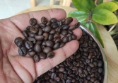 Thị trường cà phê, hồ tiêu khởi sắc