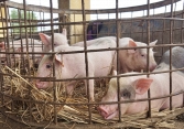 Giá heo hơi hôm nay 23/7: Miền Bắc phục hồi